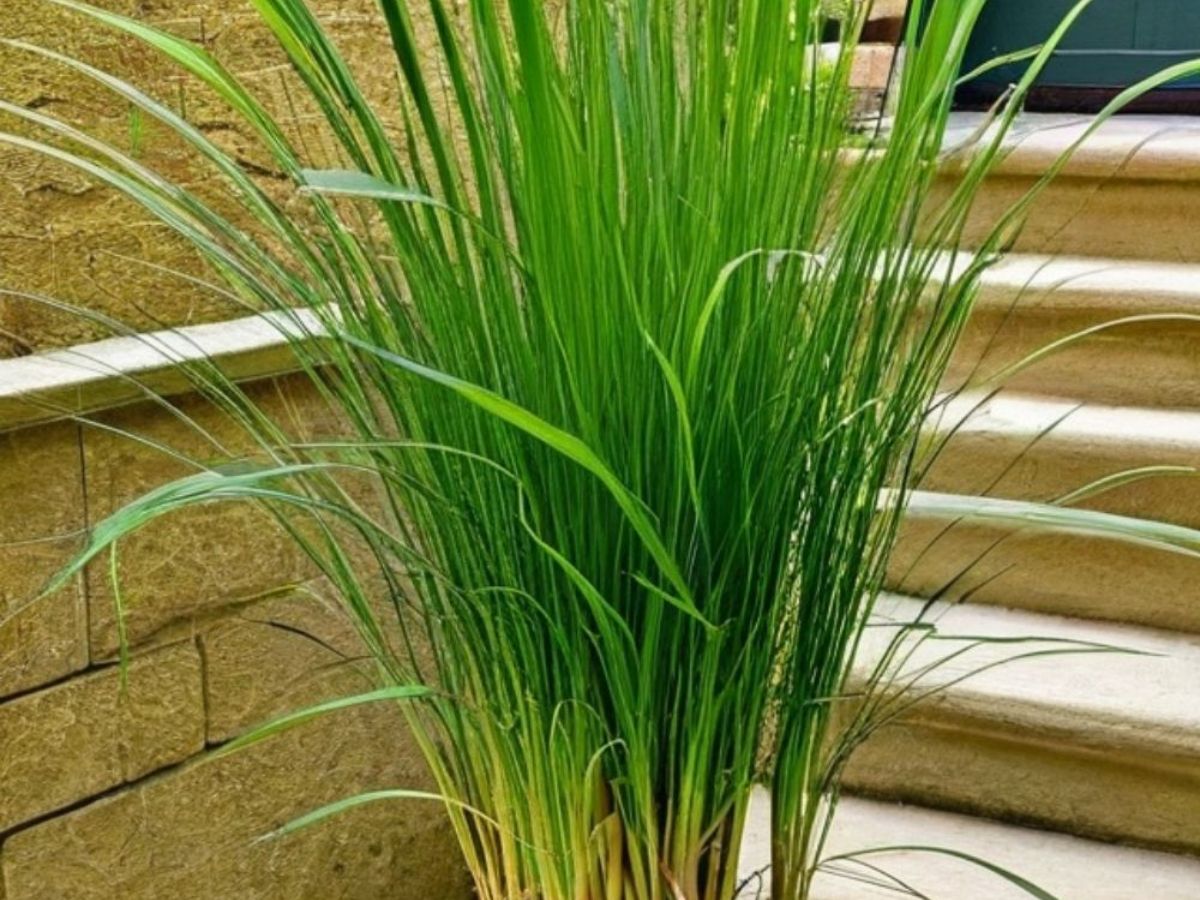 Lemongrass