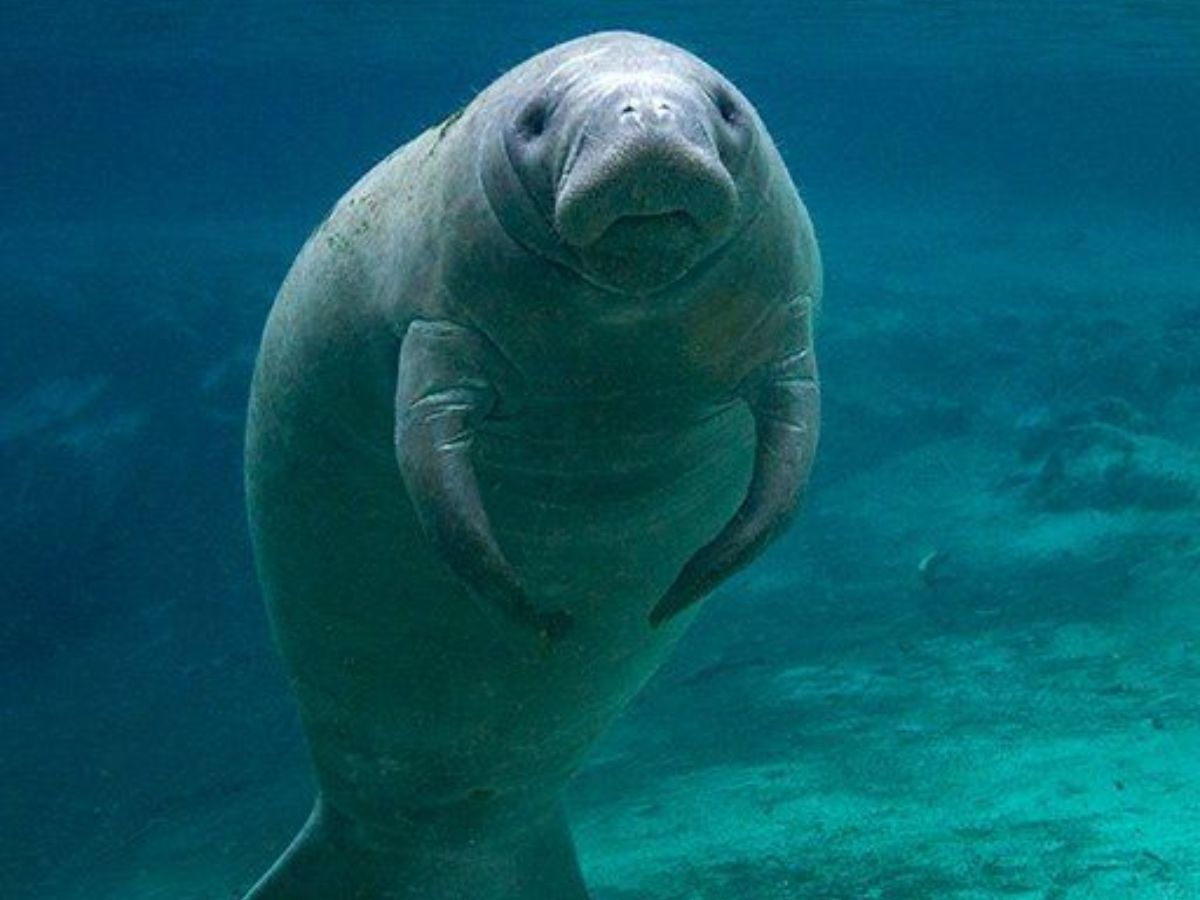 Manatee