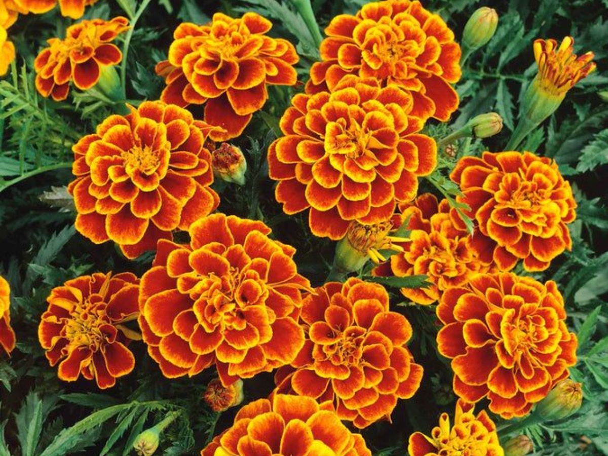 Marigolds