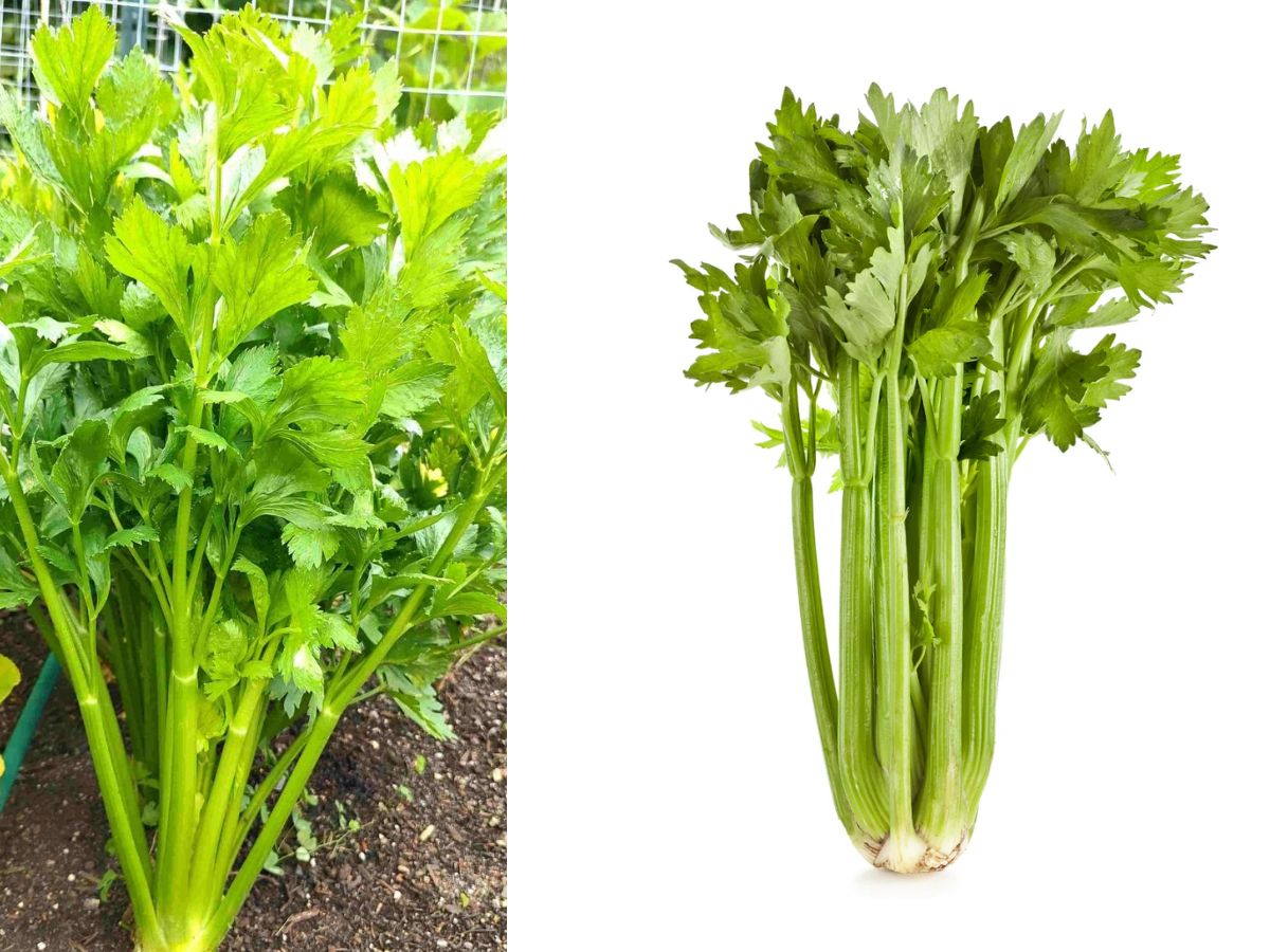 Celery