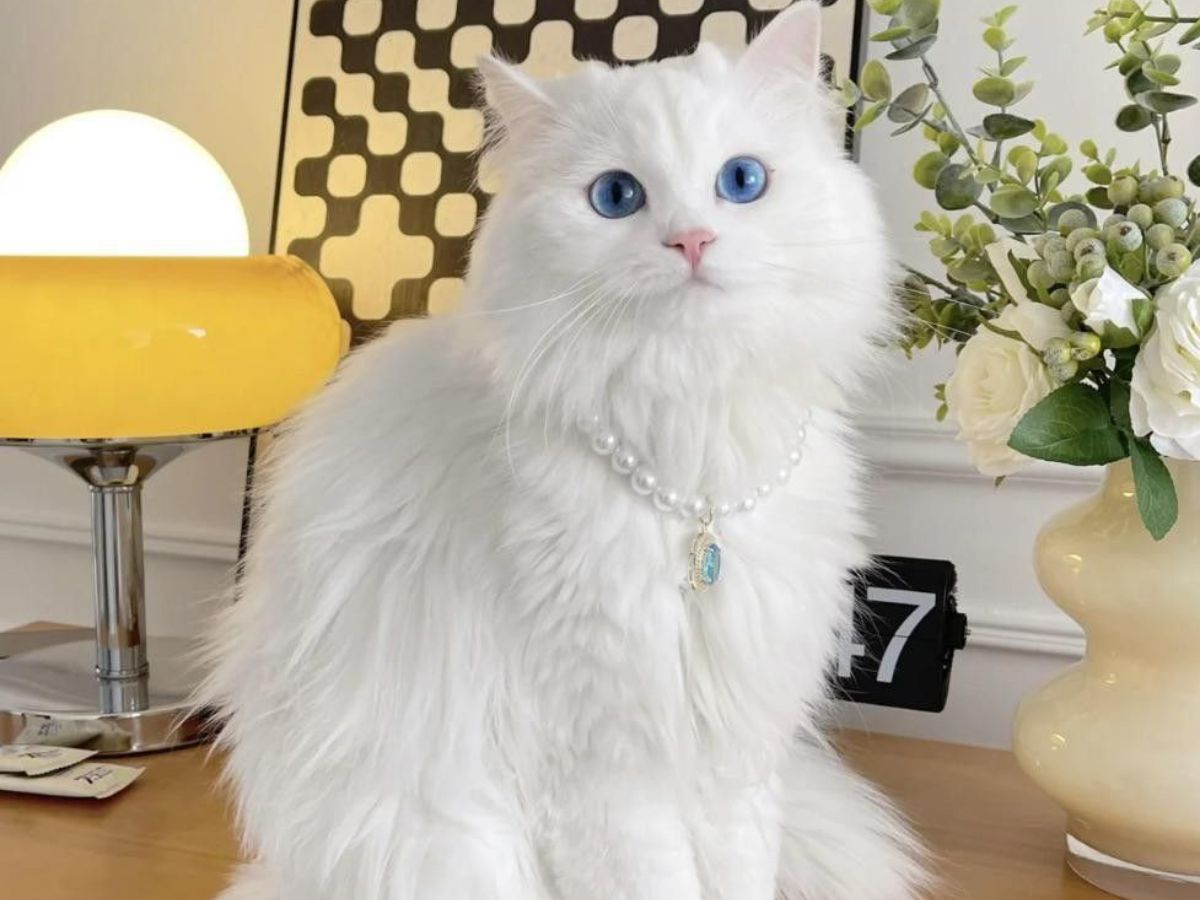 Turkish Angora