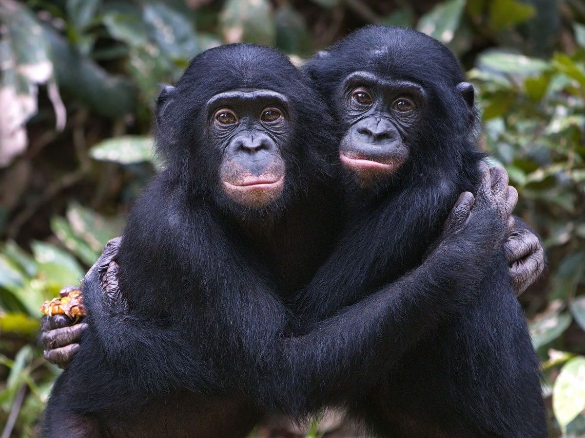 Bonobos