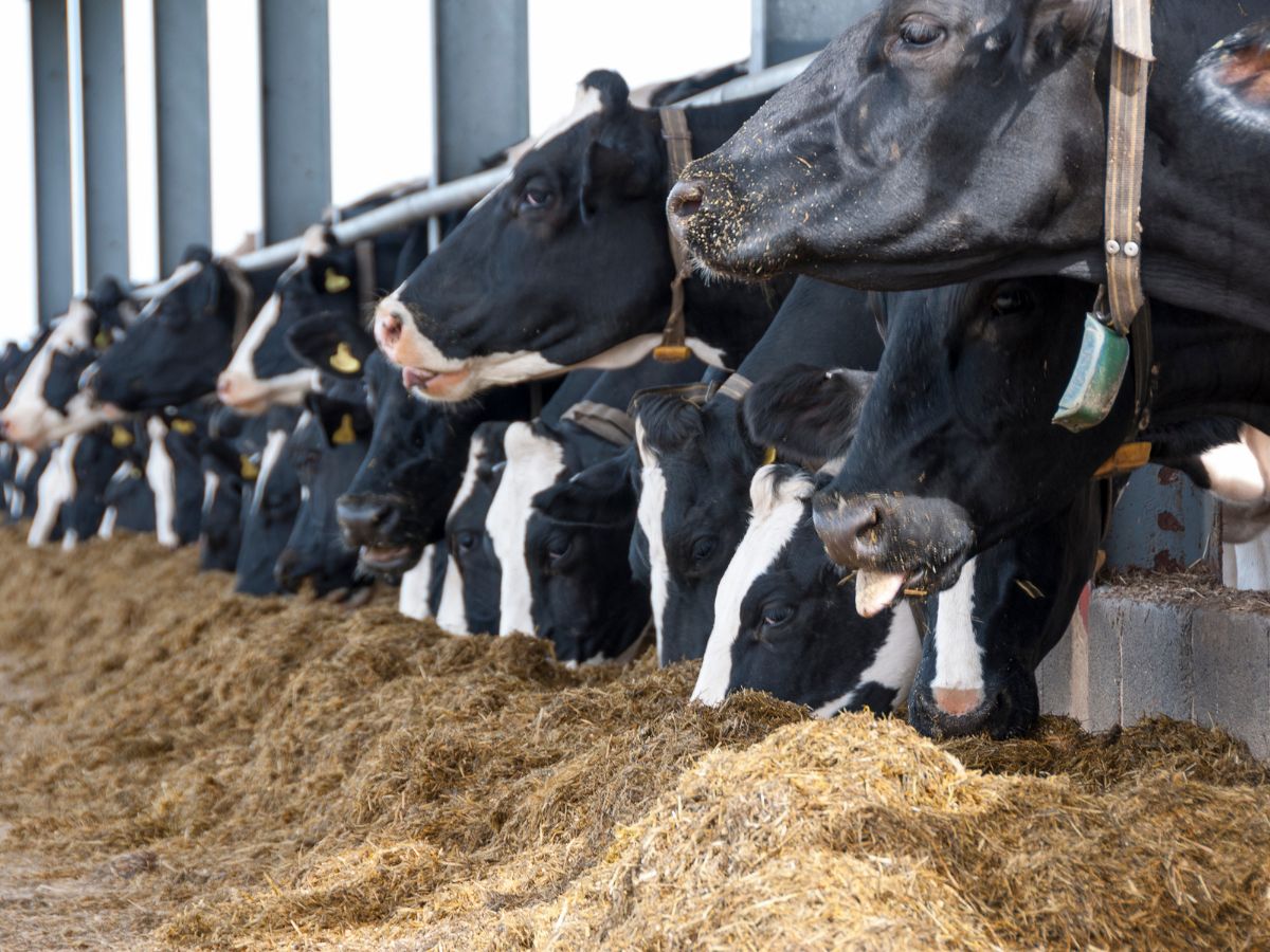 Strict Certification Is India’s Red Line