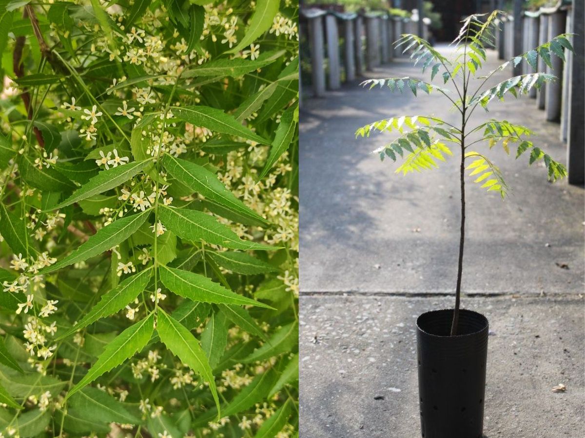 Neem Plant