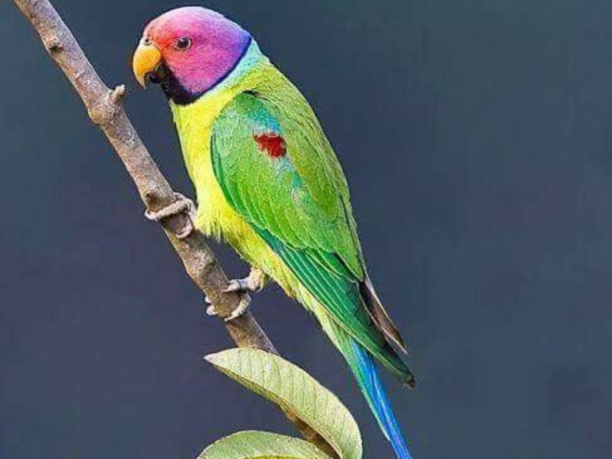 Plum Headed Parakeet