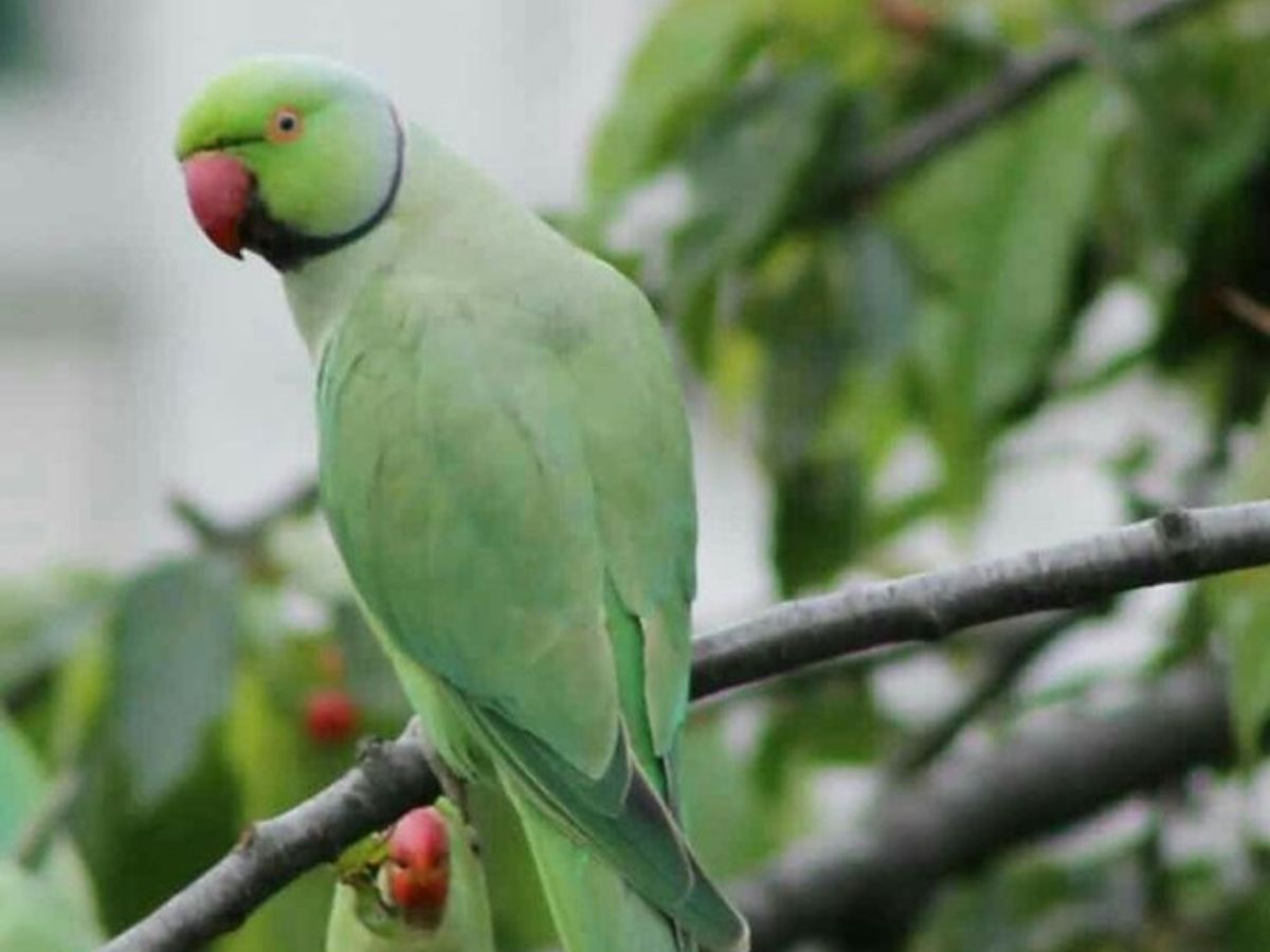 Alexandrine Parakeet
