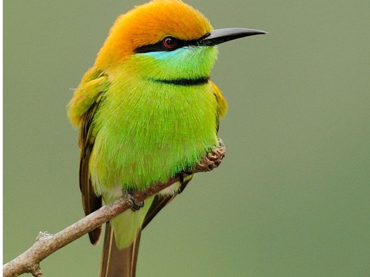 Green Bee-eater