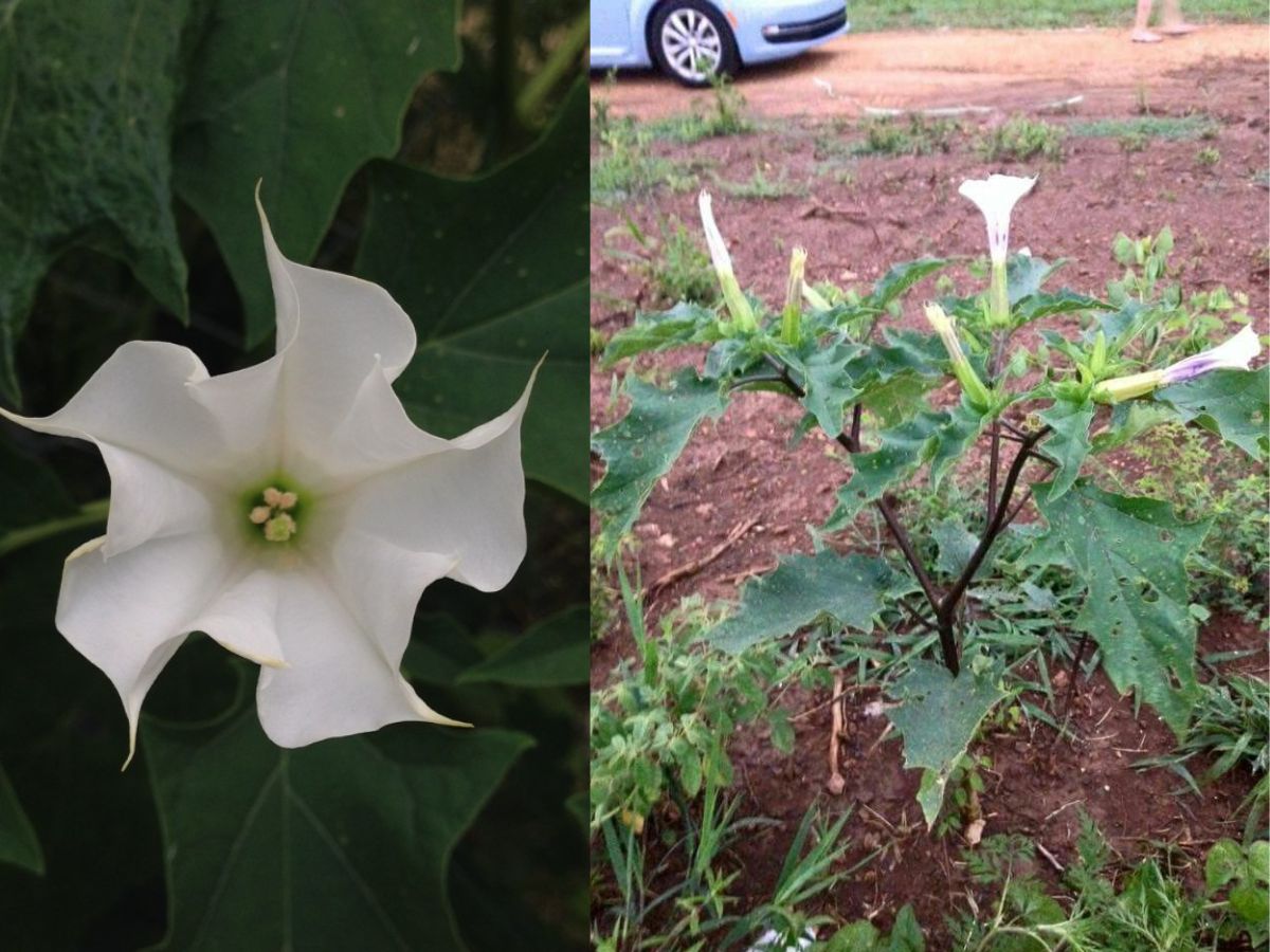 Datura Stramonium