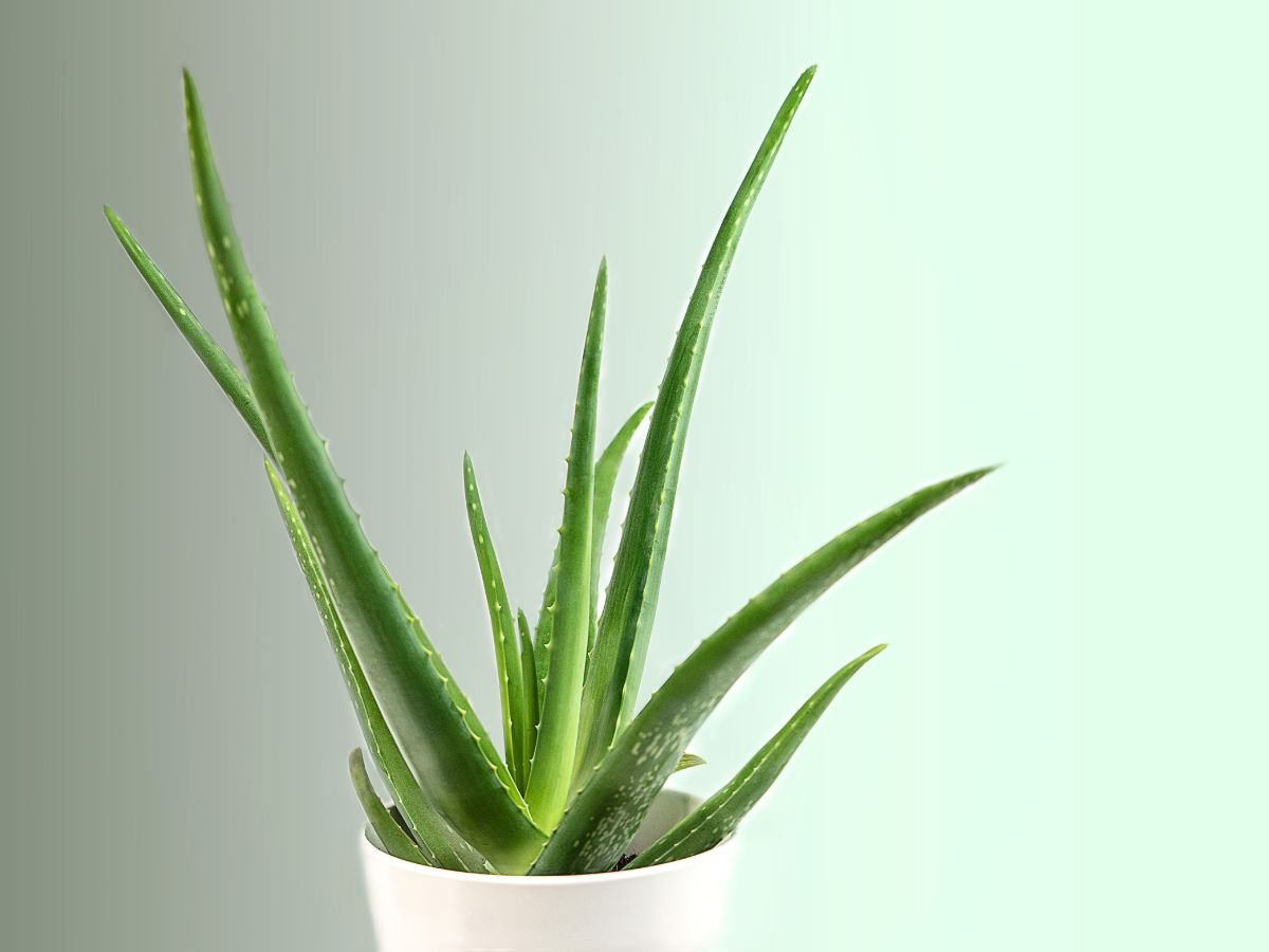 Aloe Vera and Vitamin E Night Serum