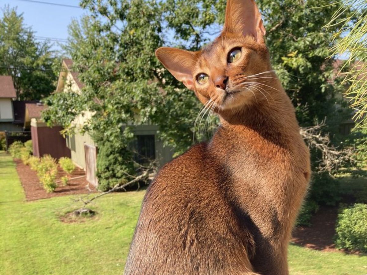 Abyssinian