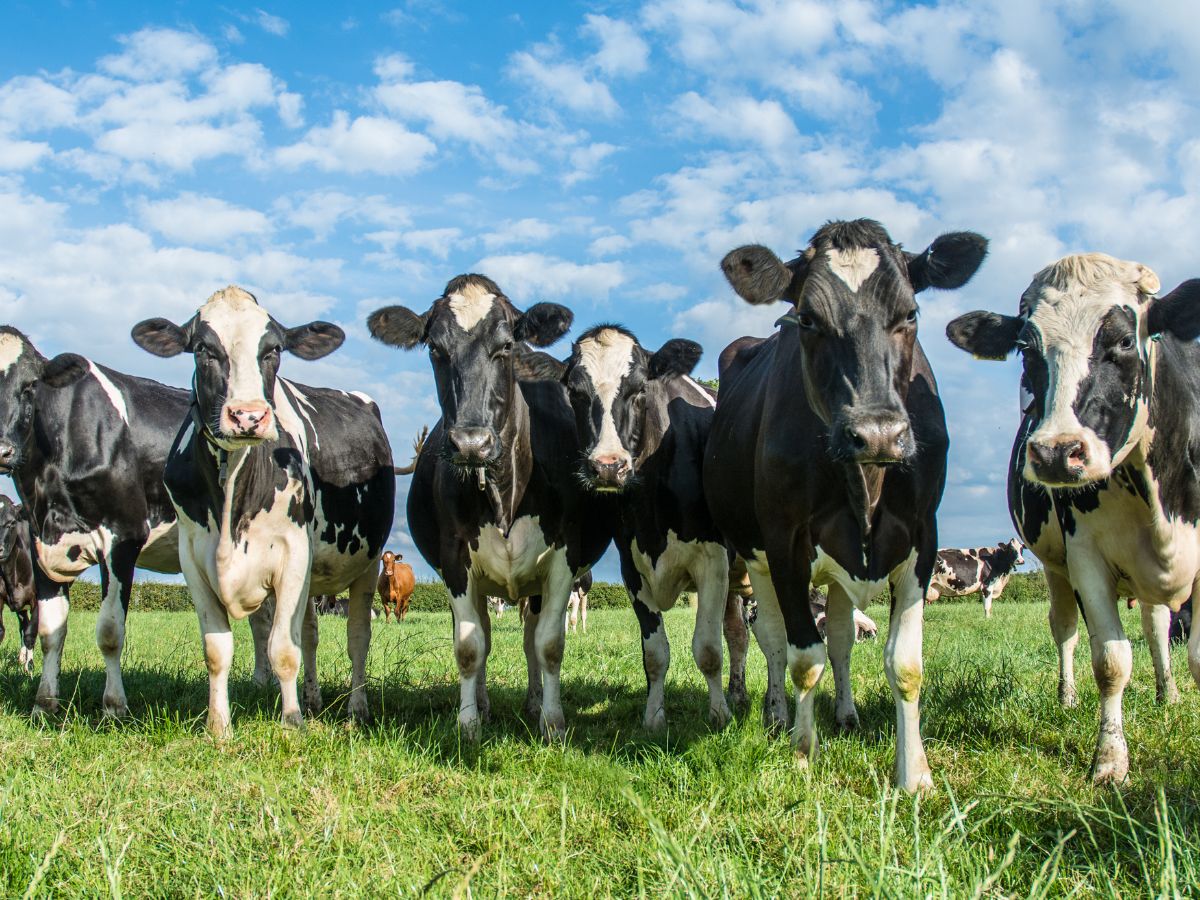 Massive Impact on Indian Dairy Farmers