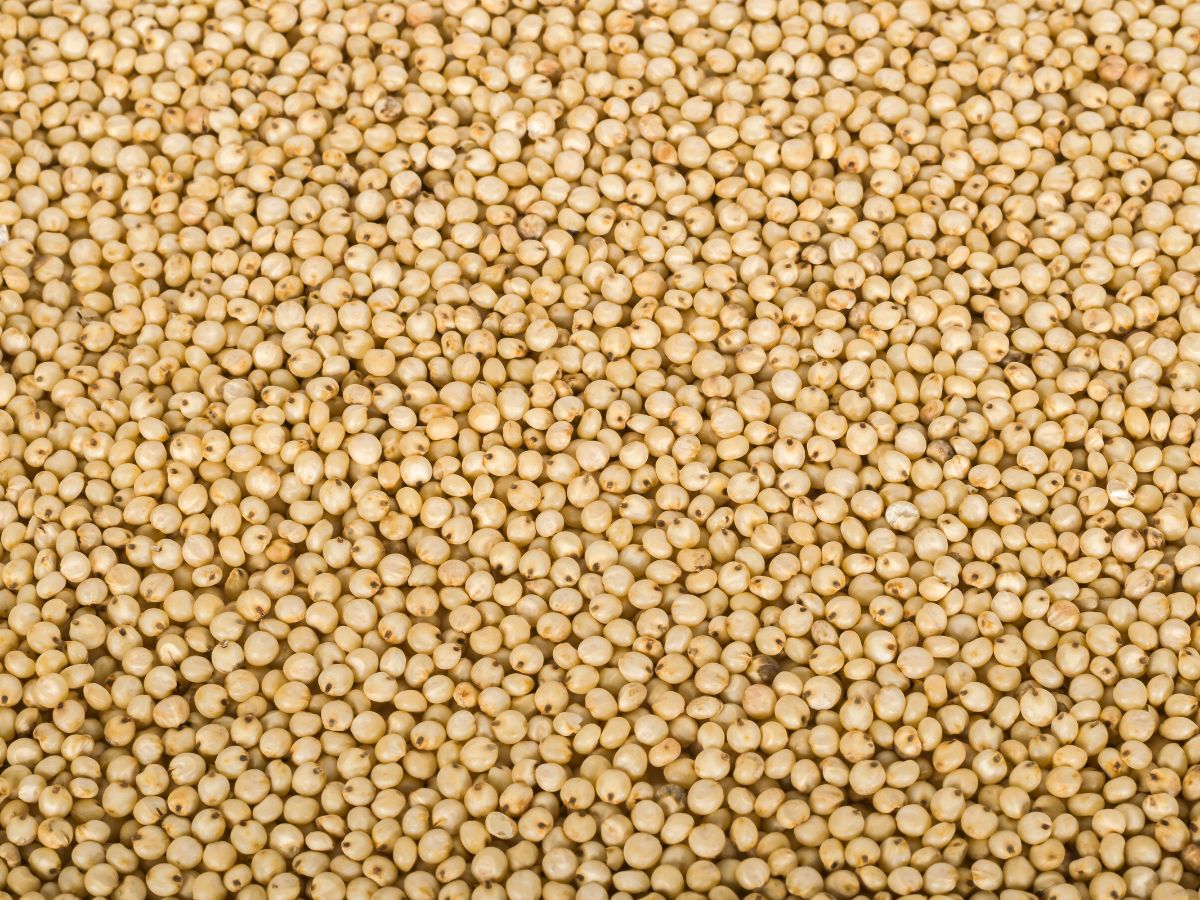 Jowar (Sorghum) Flour