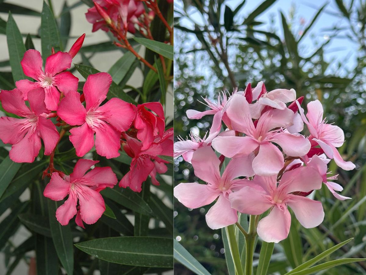 Nerium Oleander