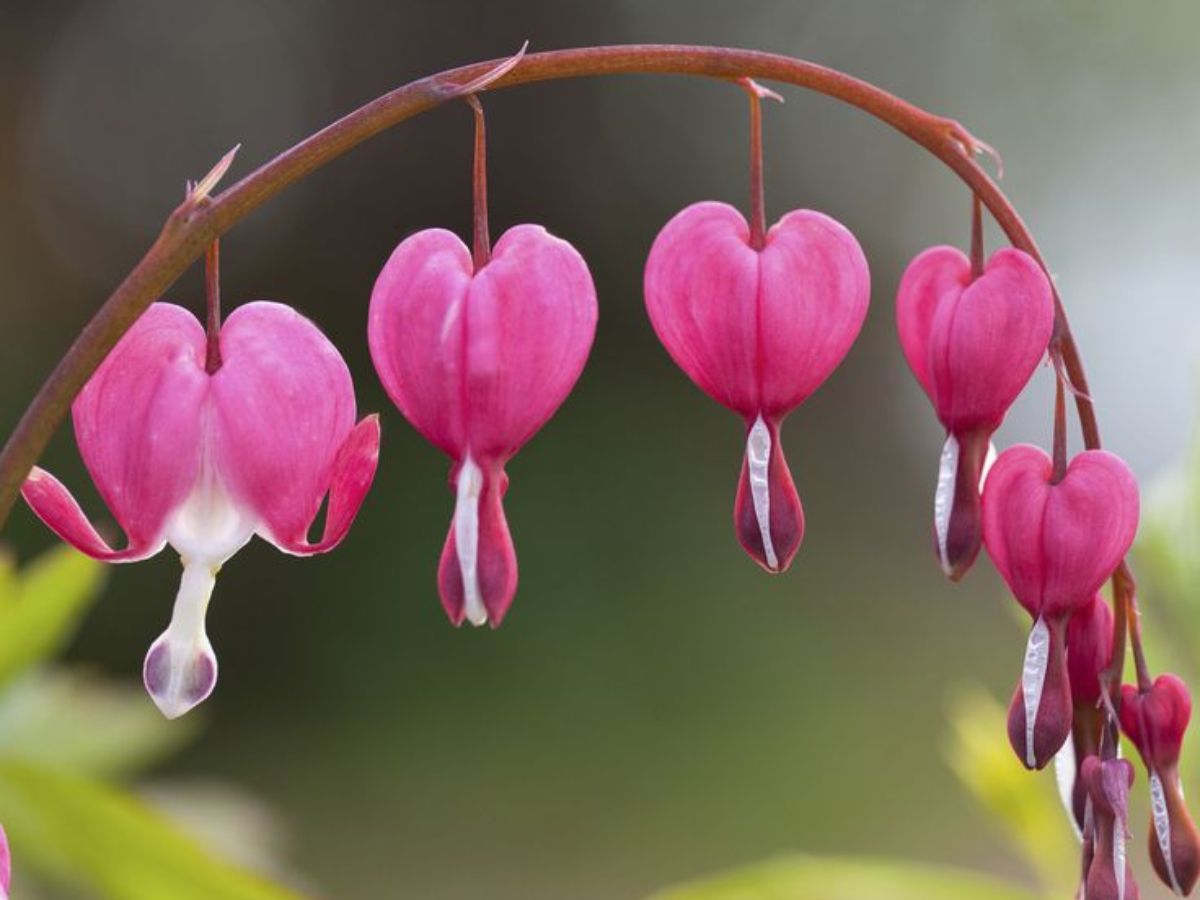 Bleeding heart