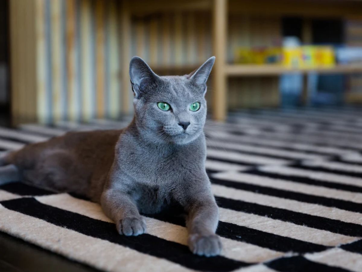 Russian Blue
