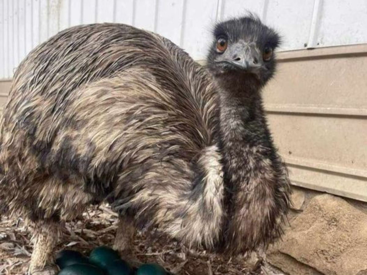 Emu
