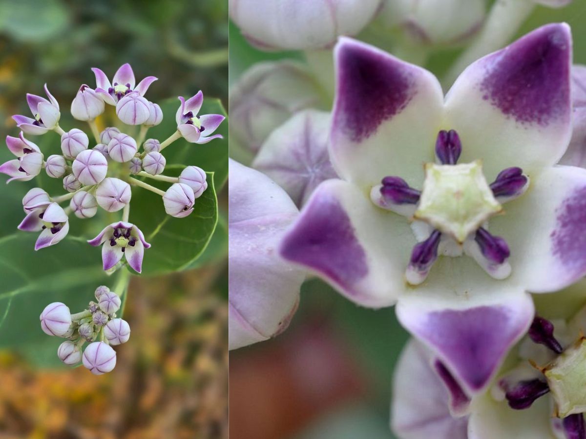 Calotropis Gigantea
