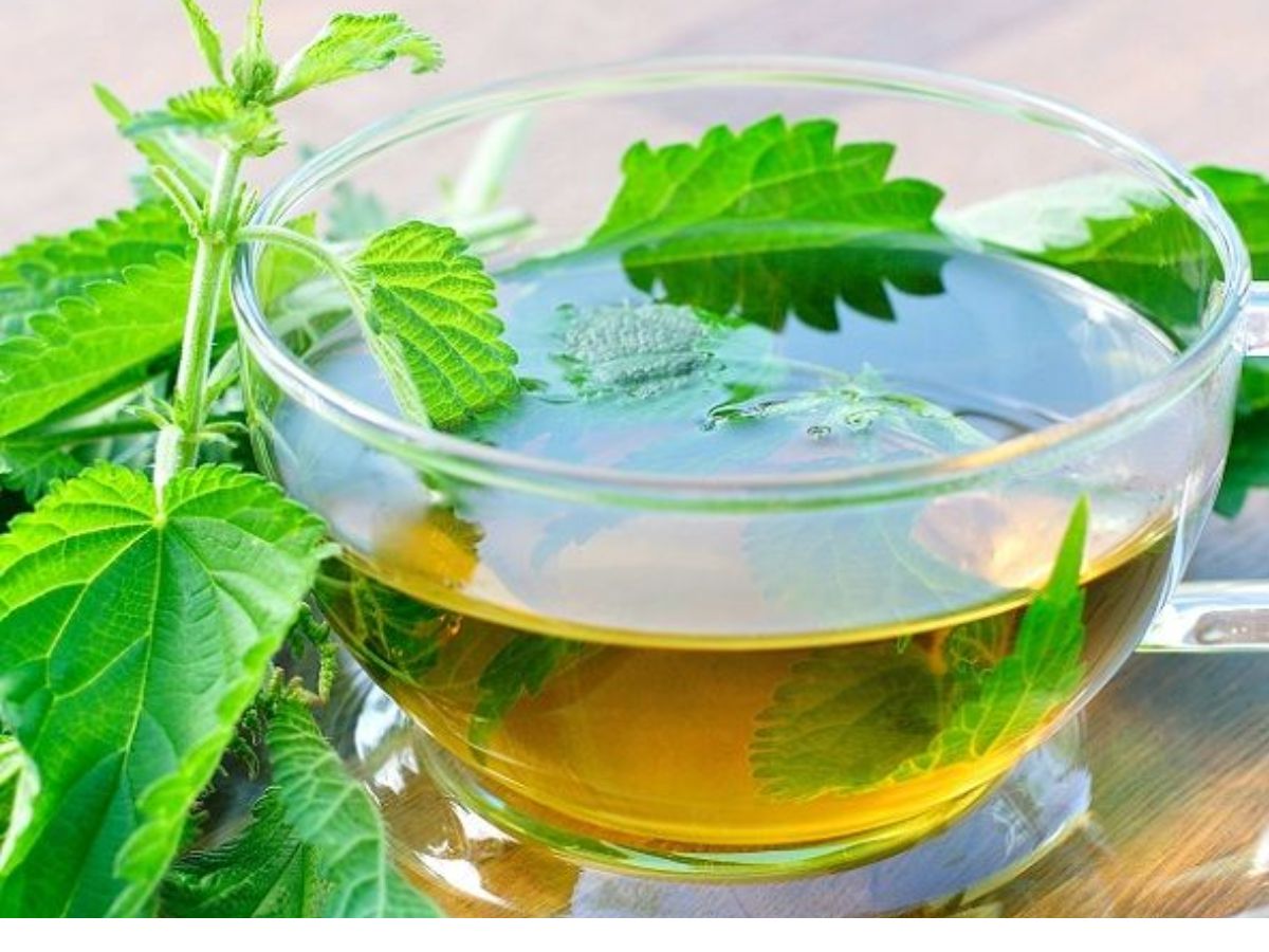 Tulsi (Holy Basil) Tea