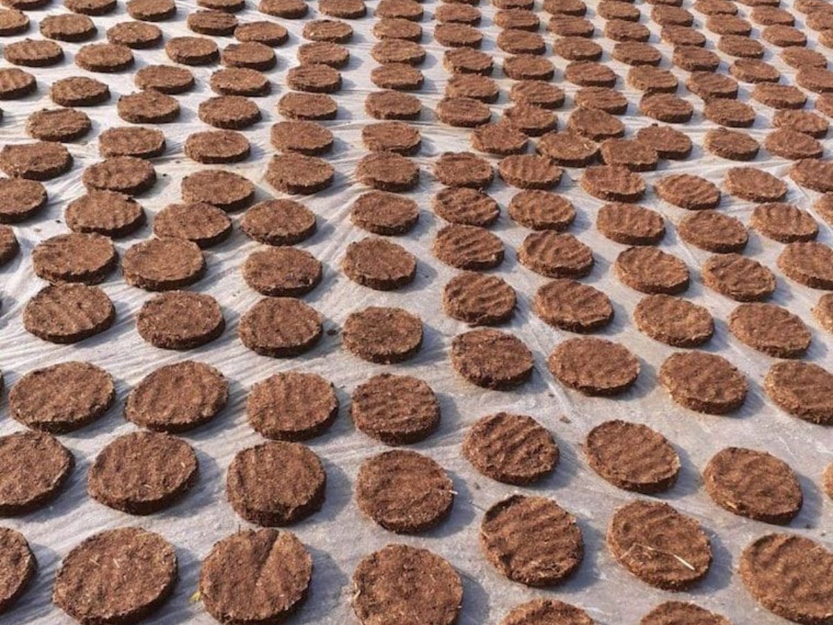 Cow dung cakes