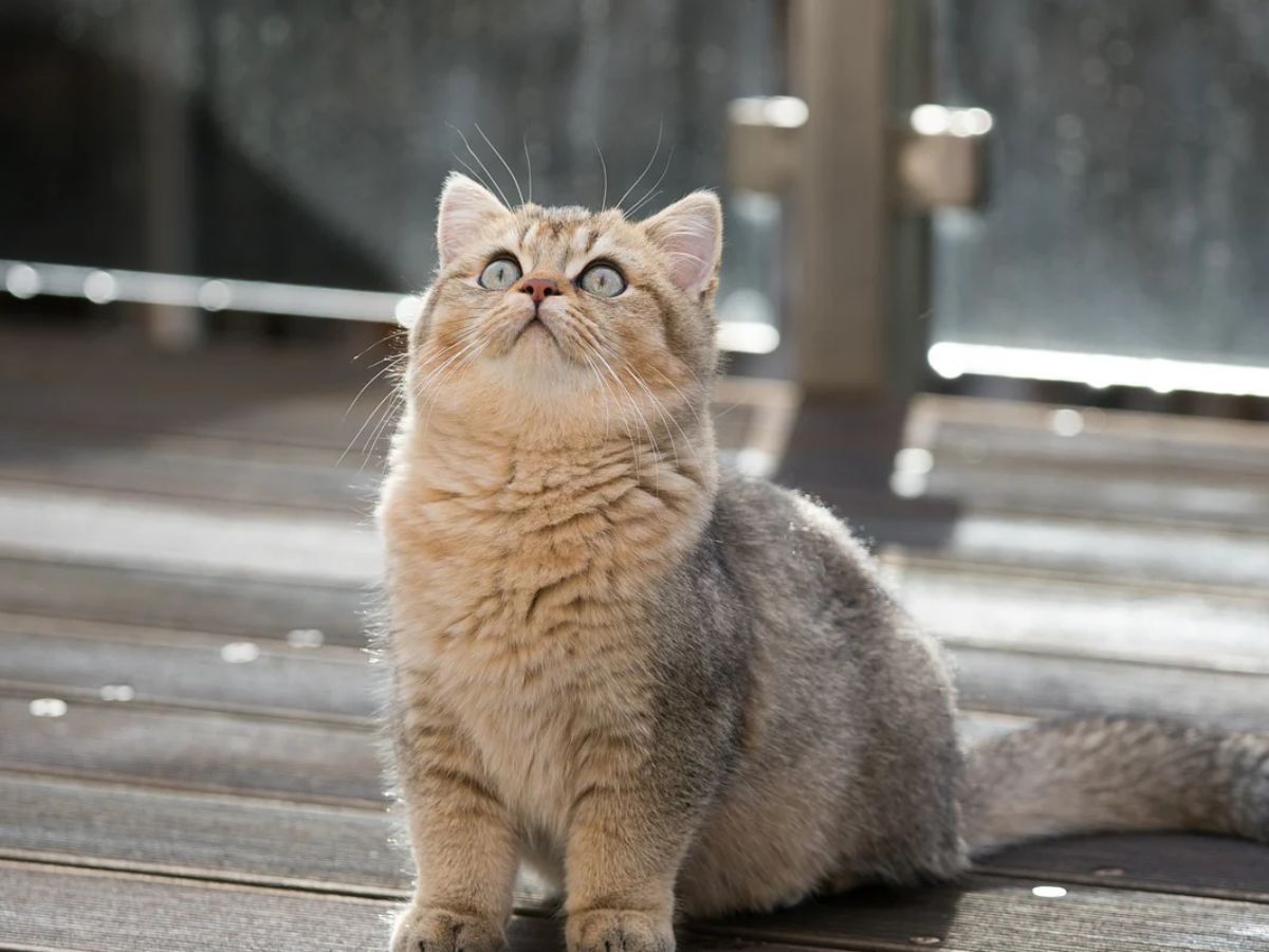 British Shorthair