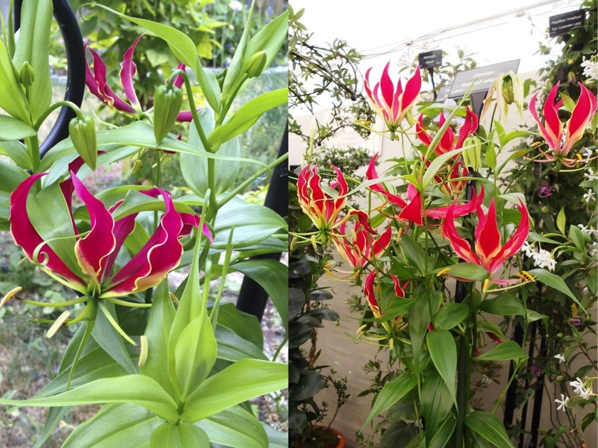 Gloriosa Superba