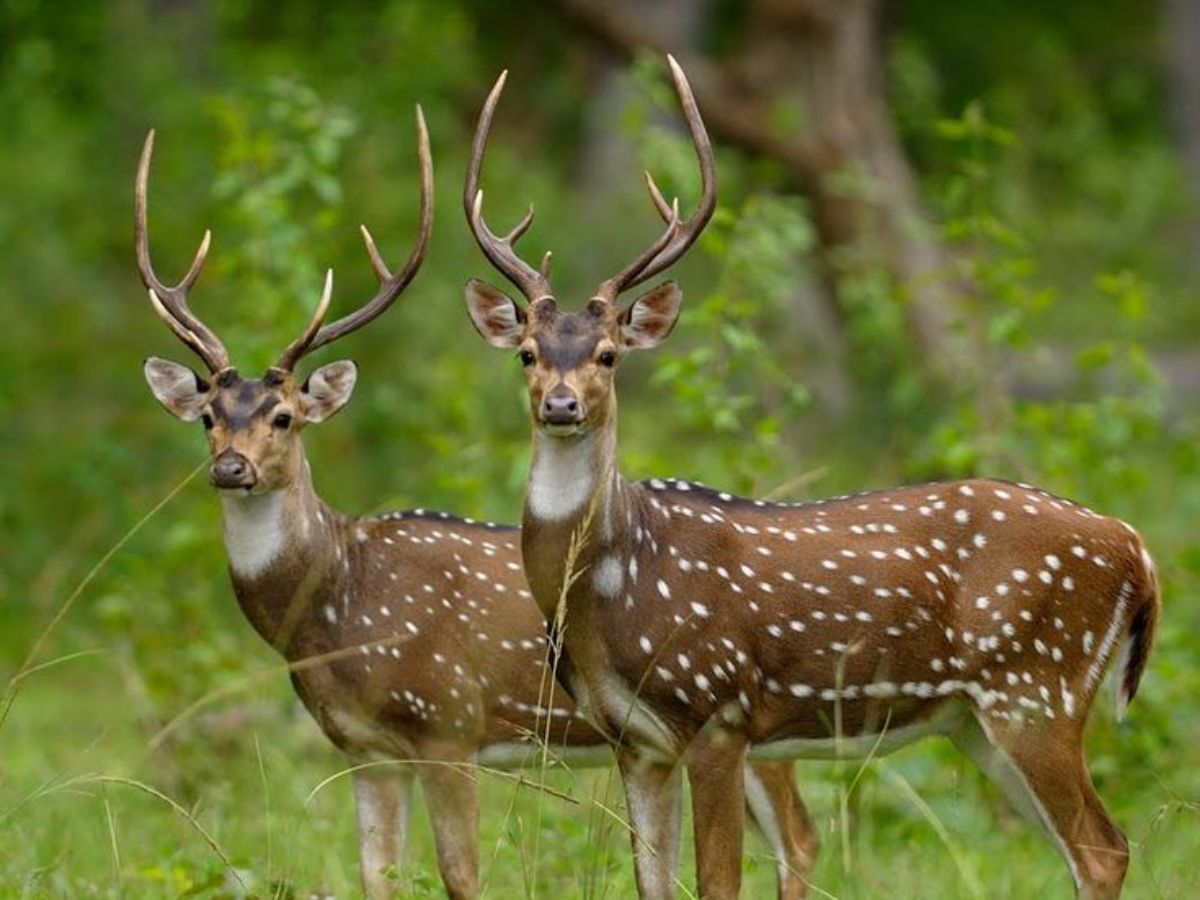Chital
