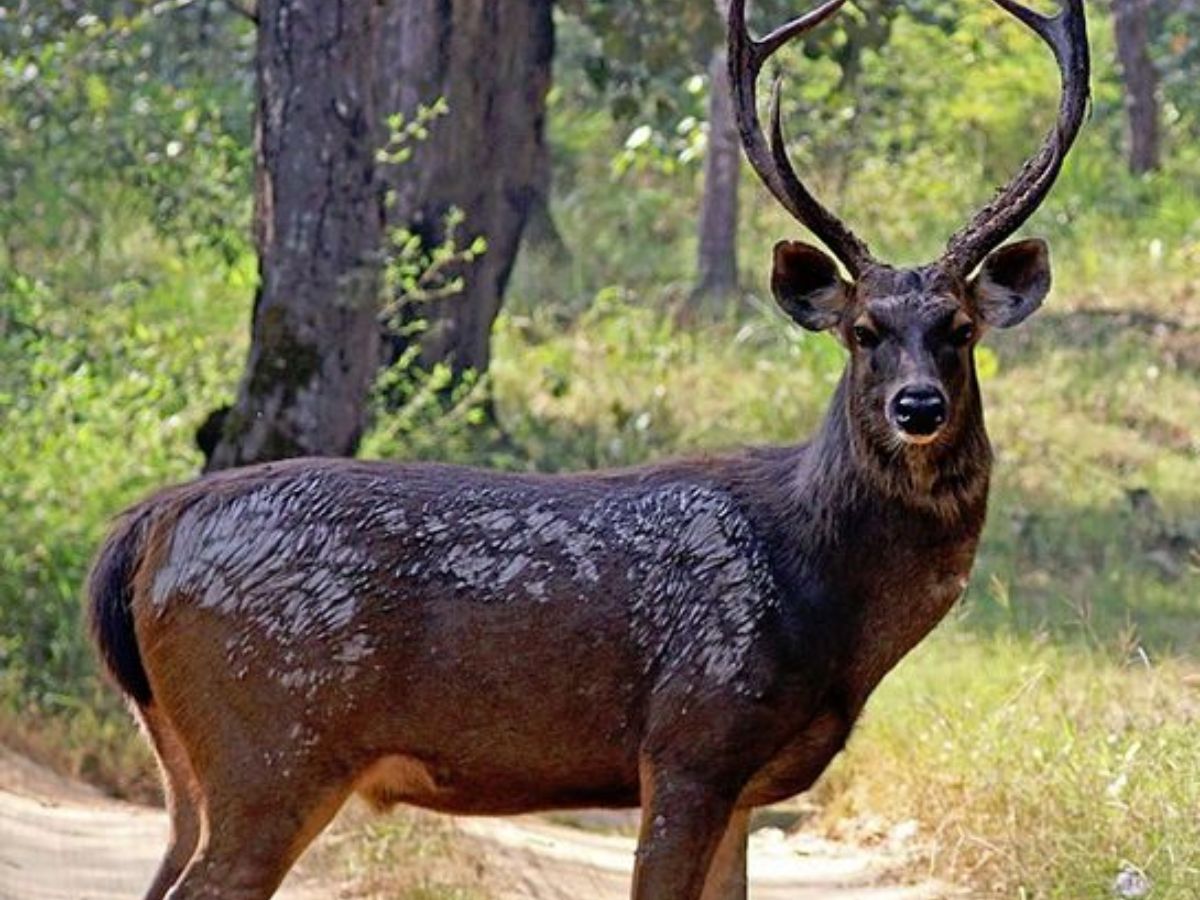 Sambar deer