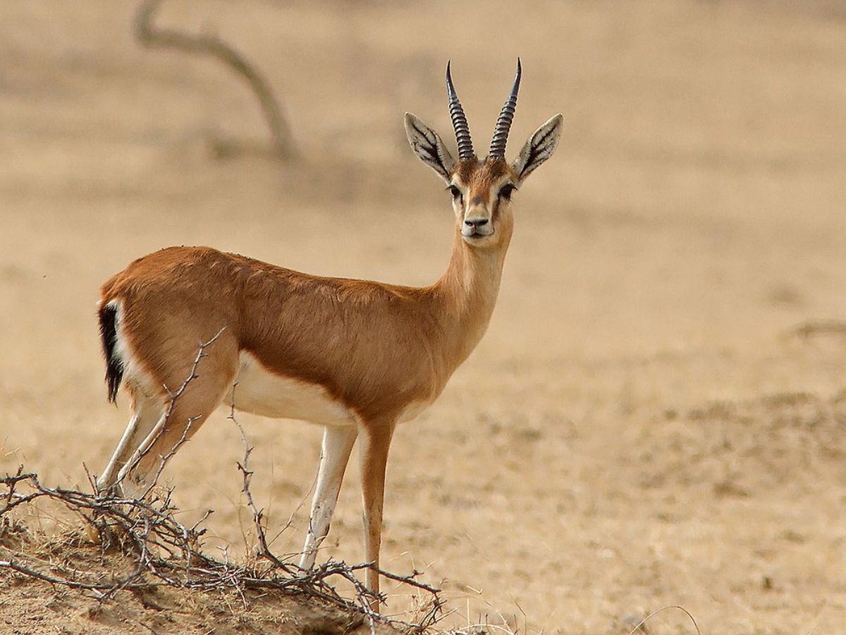 Chinkara