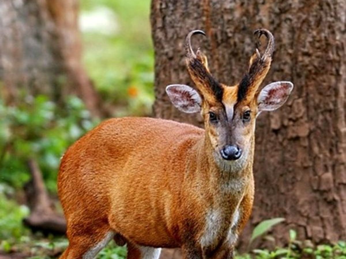 Barking deer