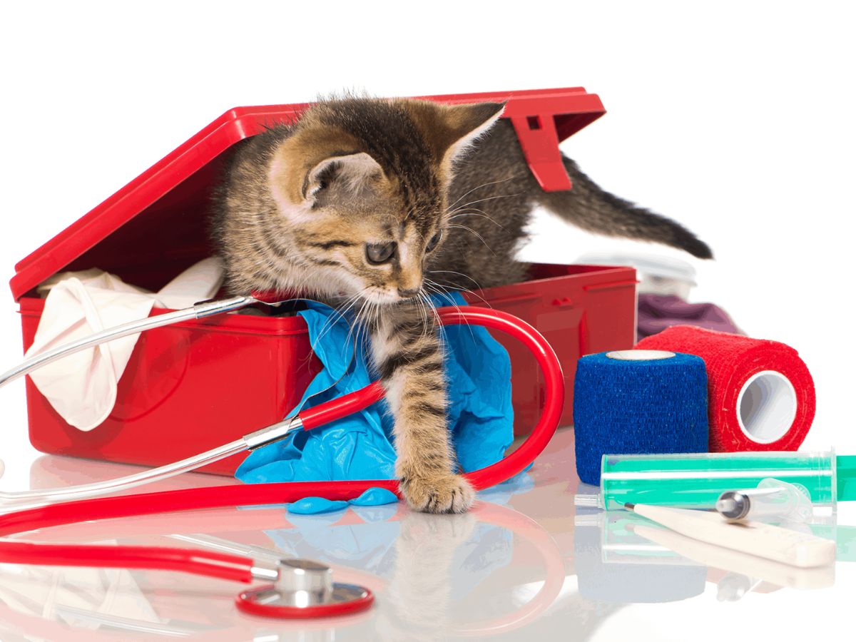 Keep a pet first aid kit ready