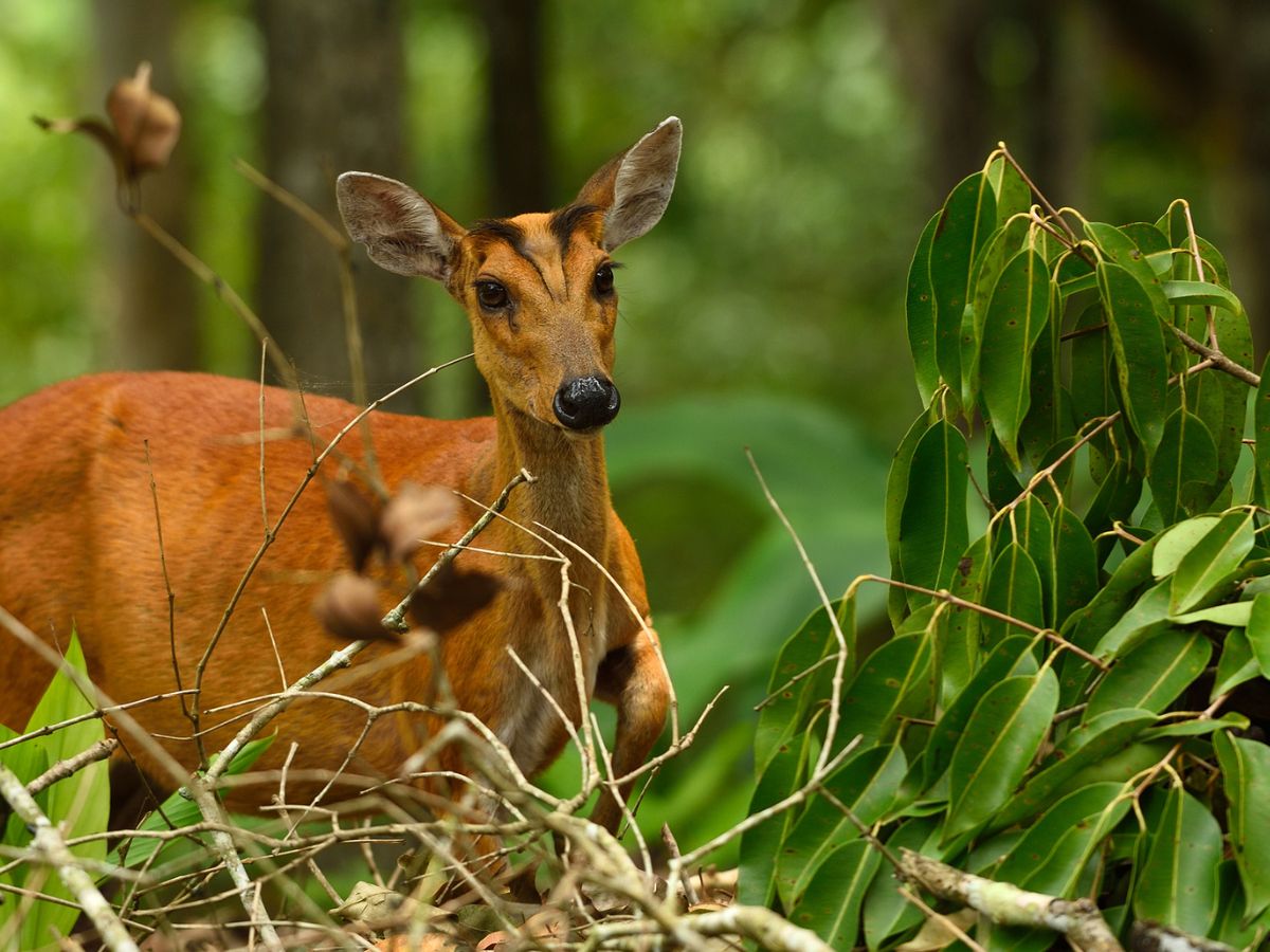 Indian Muntjac