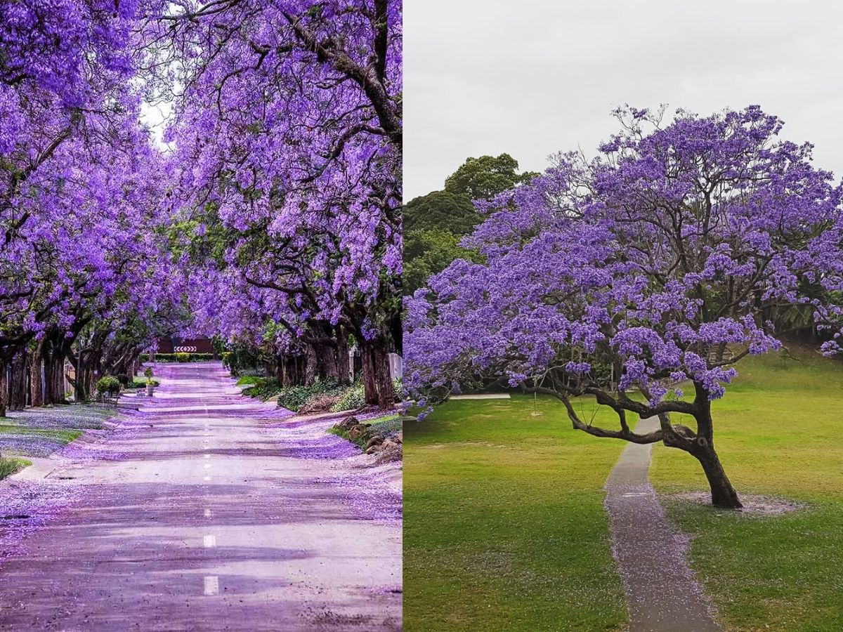 Jacaranda Tree