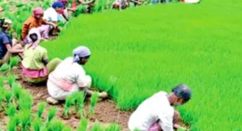 Prime Minister Dhan-Dhaanya Krishi Yojana, Amalgam of 36 Schemes, Announced To Boost Agricultural Productivity