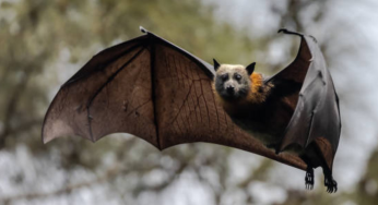 Health Alert: 20 ‘Never-Seen-Before’ Viruses Identified In China Bats