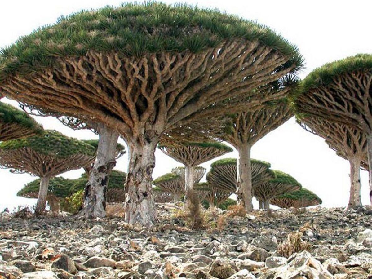 UNESCO World Heritage Site