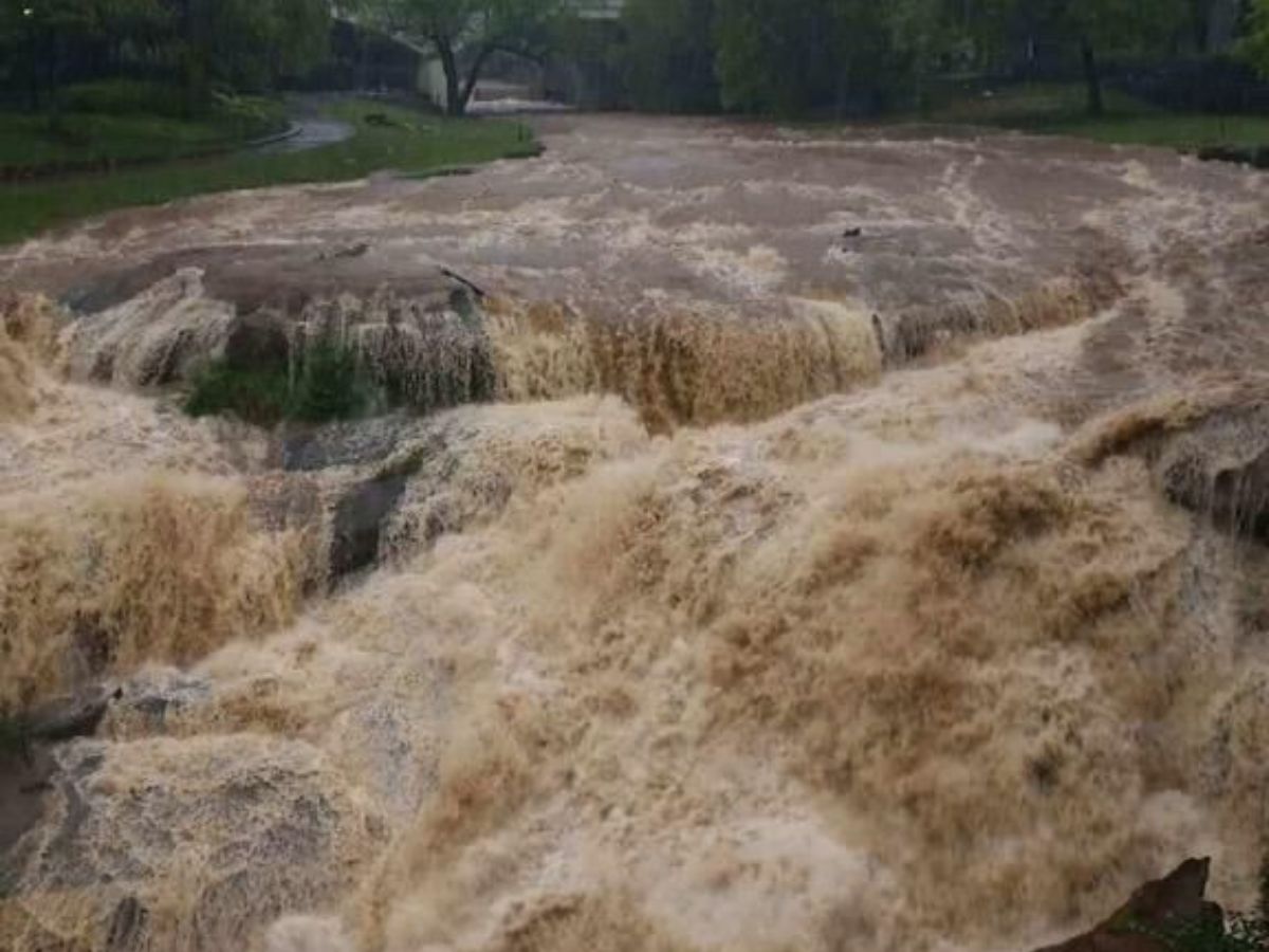 Uprooted trees submerged and floating in flooded Texas river.