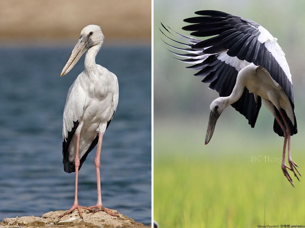 Asian Openbill Stork