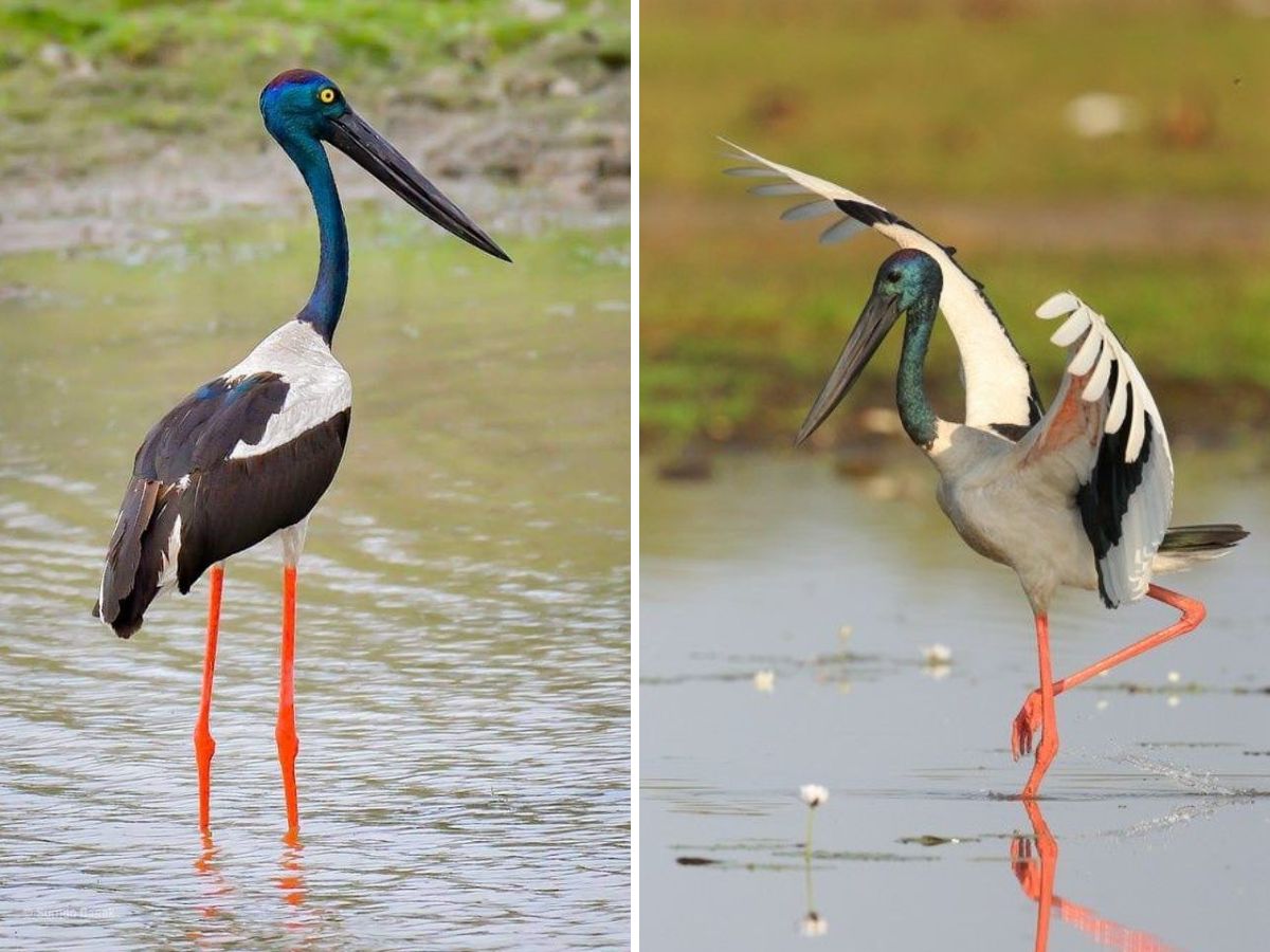Black-necked Stork