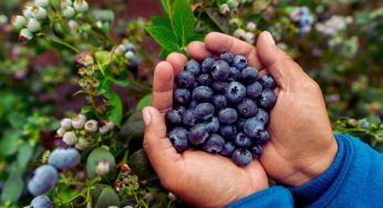 Is Eating Blueberries Good For Your Health? Here’s What We Know