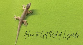 How to Get Rid of Lizards at Home Using Safe, Natural, and Chemical-Free Remedies That Work
