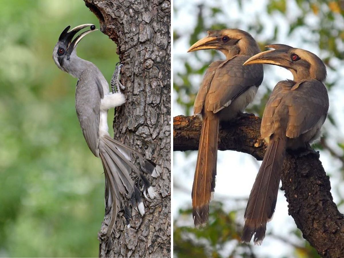 Indian Grey Hornbill