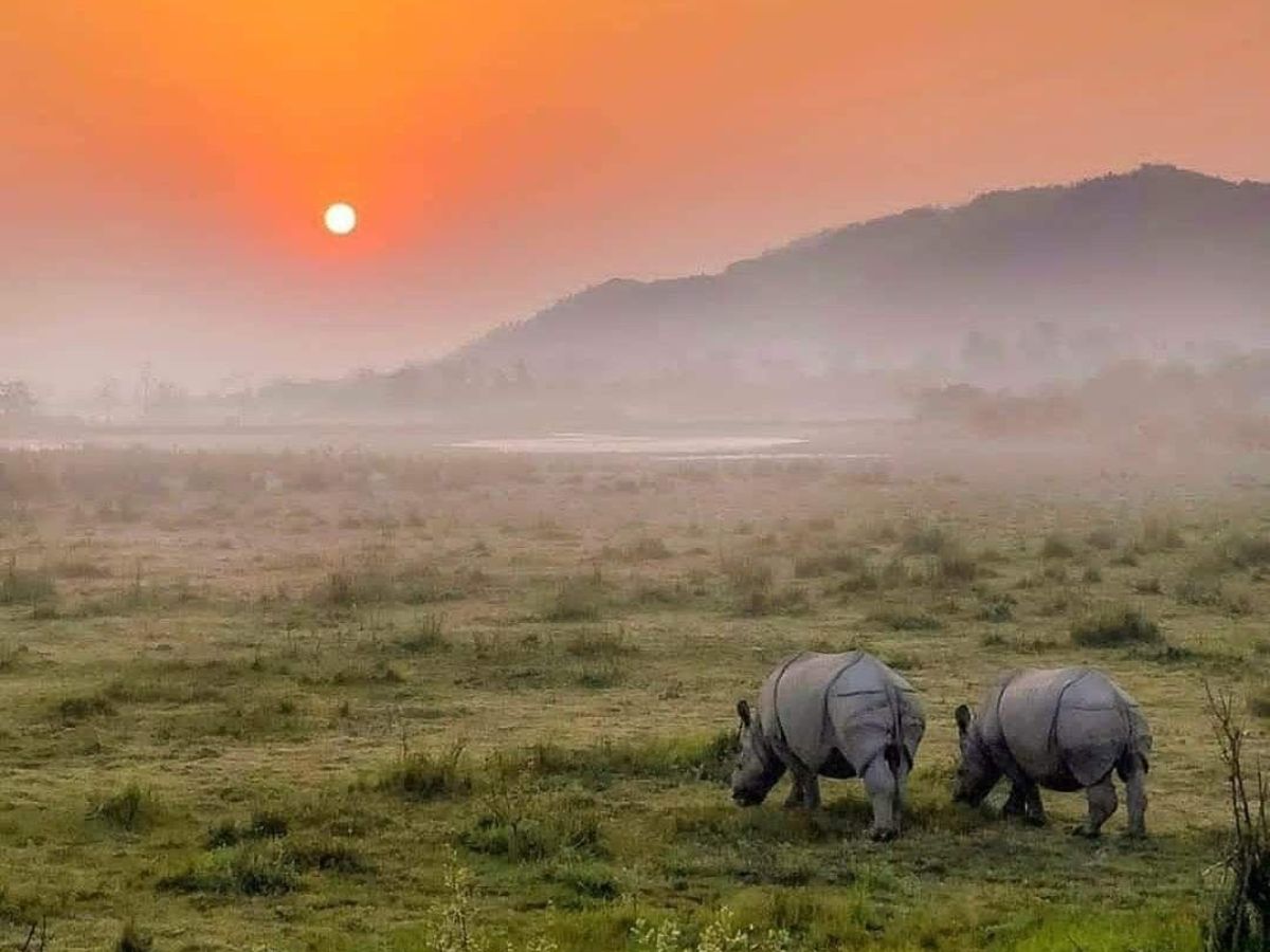 Kaziranga National Park, Assam