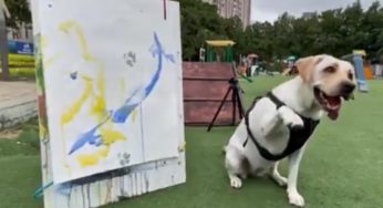 Viral Video | Rescued Labrador Dali Turns Artist, Raises ₹35,000 Through Paintings For Stray Dog Rescue In Hyderabad