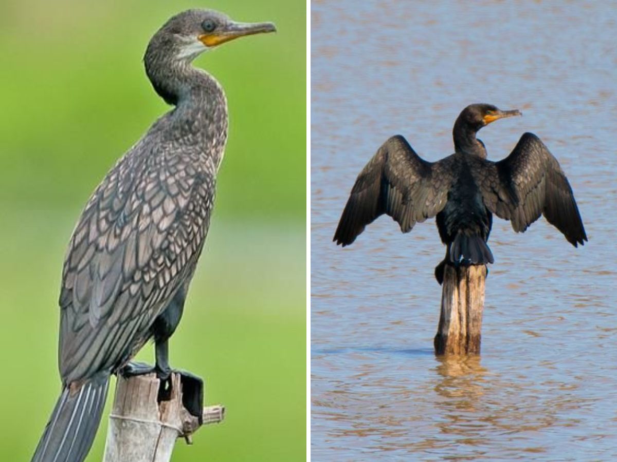 Little & Indian Cormorants