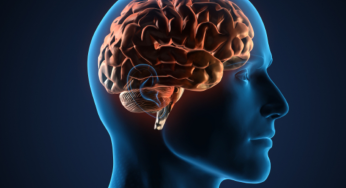 New Study Proves Ongoing Neurogenesis In Adult Human Brain