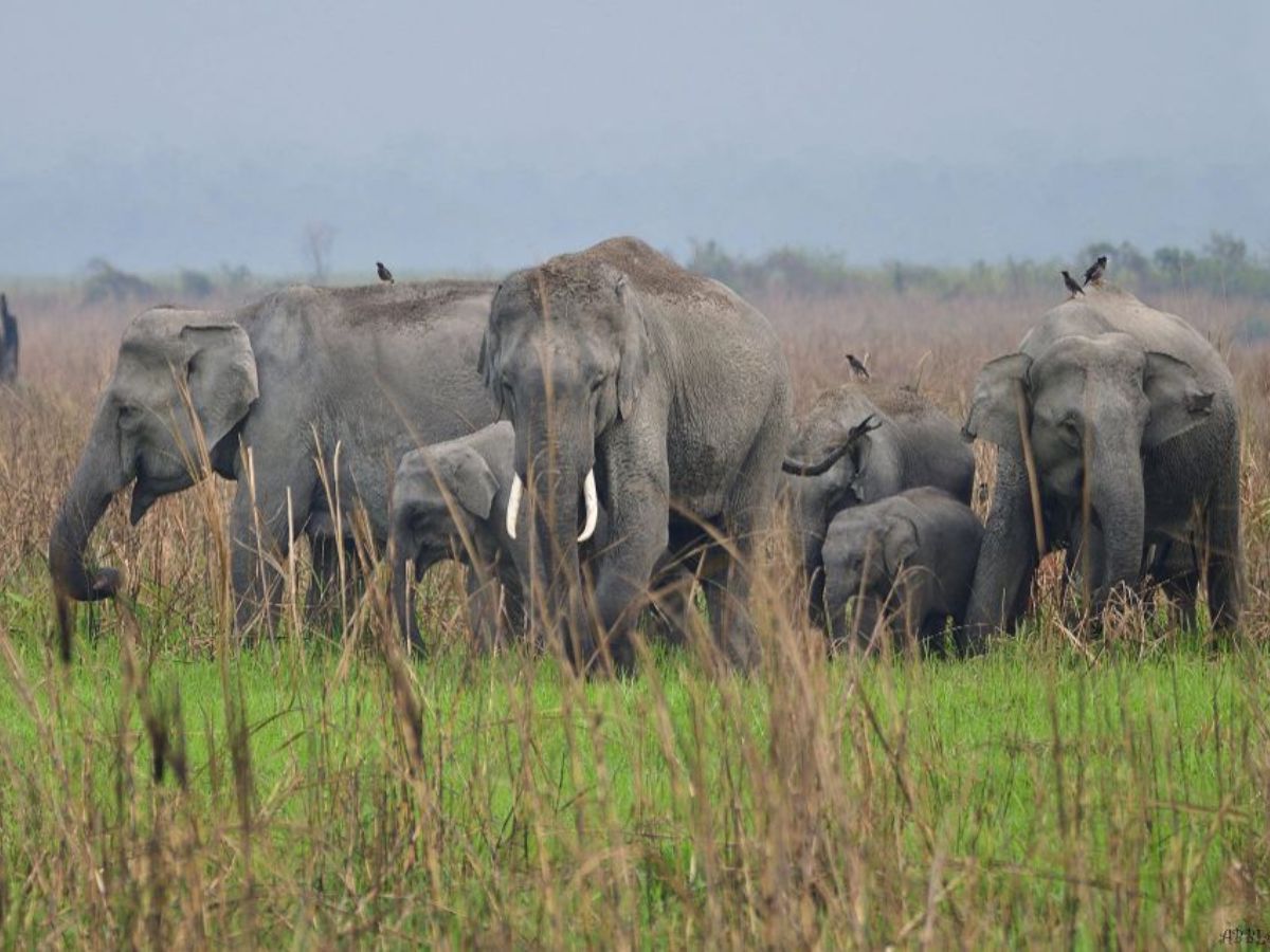Manas National Park, Assam