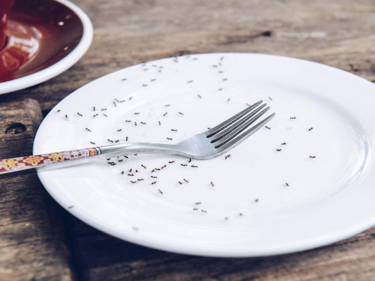 A line of ants crawling on a utensil during the rainy season