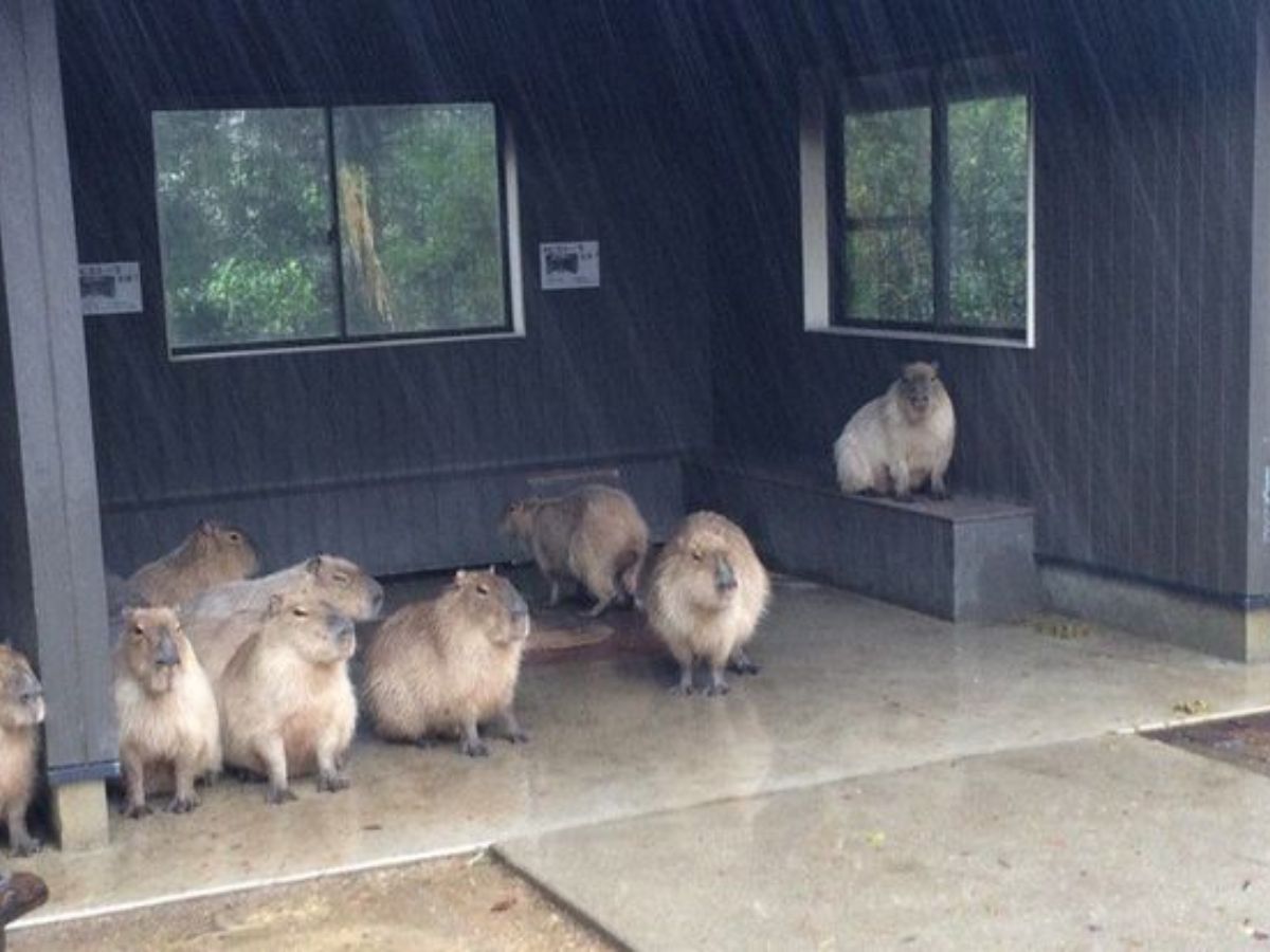 A group of capybaras huddle together under a shelter during heavy rain. Most are standing or sitting close to one another for warmth and dryness, while one sits alone on a raised bench in the corner, appearing slightly isolated. The scene captures a cozy yet slightly humorous moment of animals seeking refuge from the weather