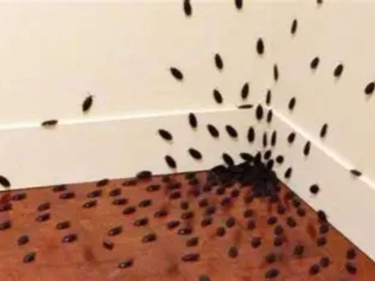 A cockroach crawling on a bathroom tile during rainy season