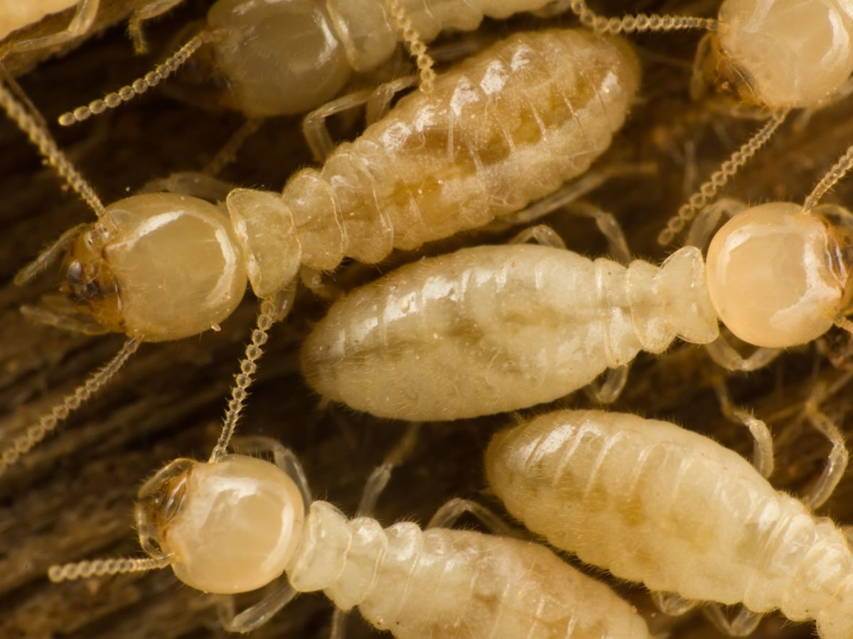Close-up of termites